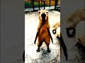 cats and Dog Dance #catdance #cute #tranding #usashorts
