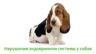 Нарушения эндокринной системы у собак. Ветеринарная клиника Био-Вет. Нарушения эндокринной системы у собак. Ветеринарная клиника Био-Вет.