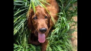 Irish setter puppy summer adventures (3  5 months)