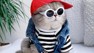 cat clothes video ❤🥀❤️ cute cat clothes video #beautiful cat #forcat #leesha pal by Leesha Pal 287 views 2 weeks ago 1 minute, 25 seconds