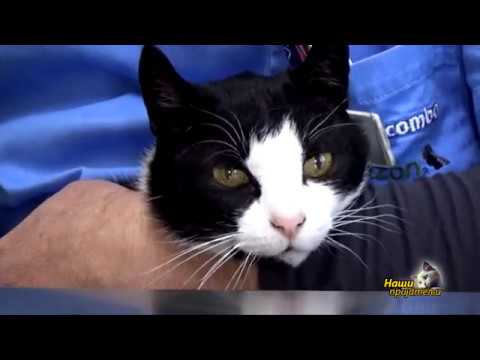 Video: Kako Mačke Postaju Omiljeni Američki Ljubimac