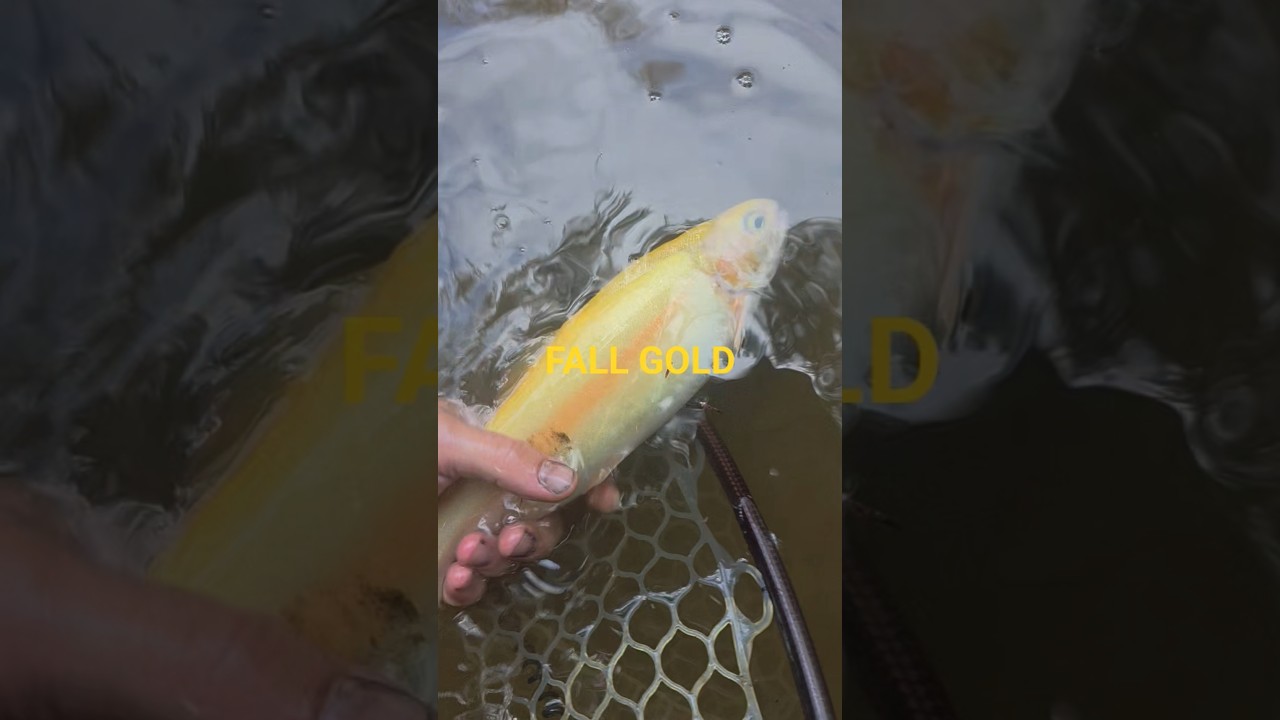Pennsylvania Palomino Trout