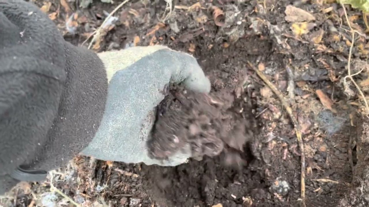 Sorting out ground in polytunnel/no dig