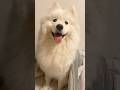 大型犬のゲップw#サモエド #サモエドスマイル #大型犬 #犬 #癒し#samoyed #dog #사모예드