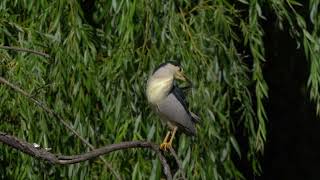 Bakcsó - Night heron