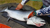 How to fillet a fresh silver salmon - YouTube