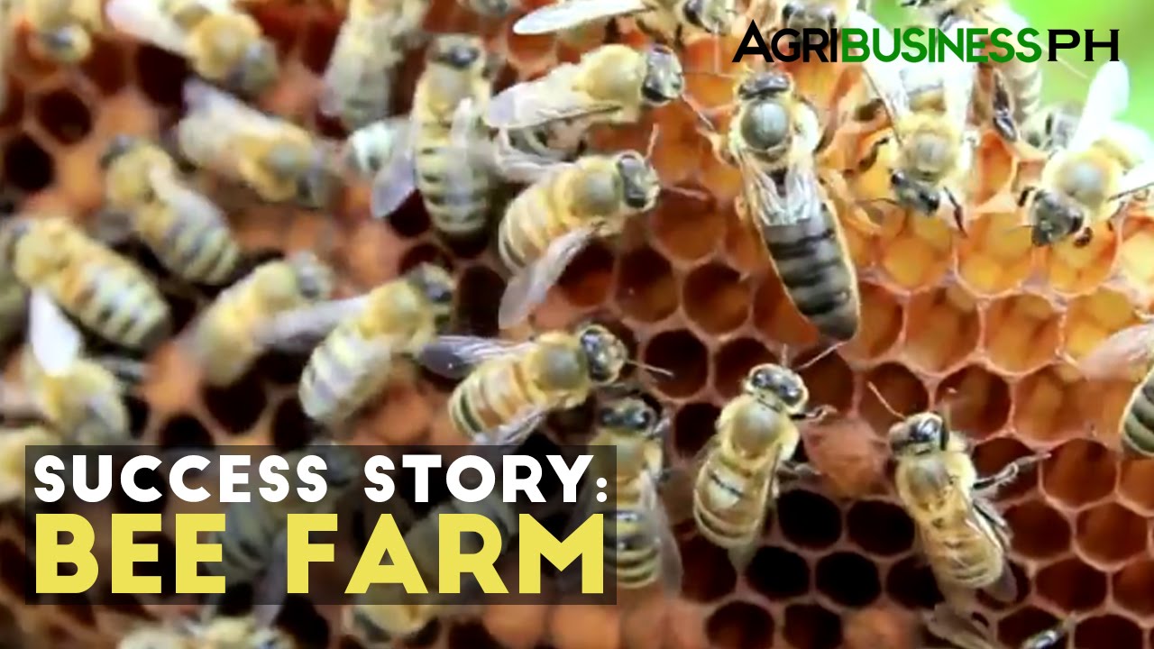 ⁣Bee Farming Success Story : Milea Bee Farming | Agribusiness Philippines