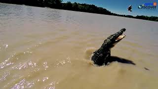 Wildlife: predator crocodiles