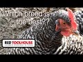EP25: What is the best chicken breed to have on your homestead?