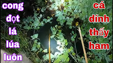 Cắm Câu Cá Lóc Và Cá Trê Mồi Trùn Hổ Và Dế Cánh Trúng Đậm Lè Luôn # SĂN BẮT ĐỒNG THÁP #