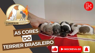 Quais são as cores do Terrier Brasileiro | Cortes Cinofilia Digital by Cinofilia Digital 439 views 3 weeks ago 2 minutes, 26 seconds