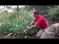 Iris How To Thin For Future Growth Iris How To Thin For Future Growth