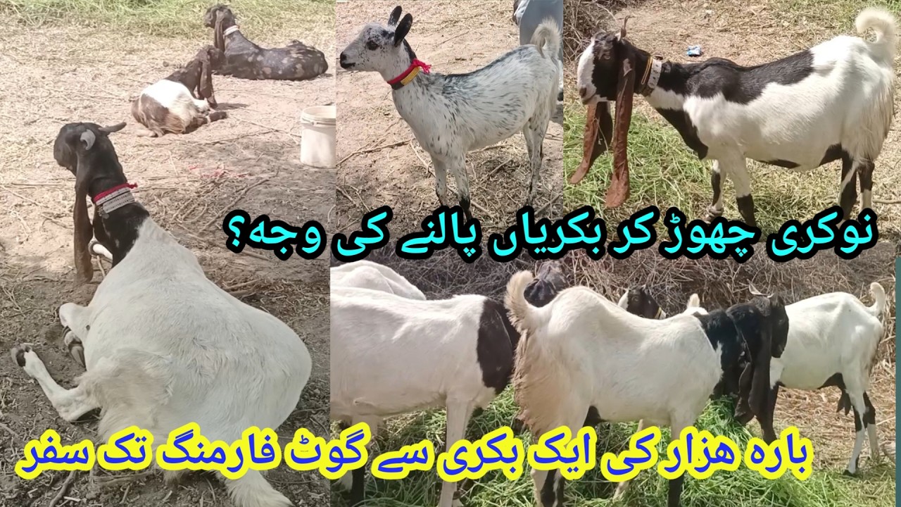 Murtza Rind Murtaza Goat Farm - YouTube