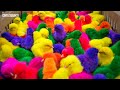 Anak Ayam Lucu Warna Warni | Ayam Rainbow Lucu