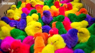 Anak Ayam Lucu Warna Warni | Ayam Rainbow Lucu