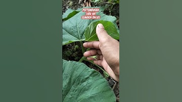 Thumbnail of Semakin Pucuk Tumbuh Subur Membawa Tunas Baru dan Bunga #labuair #berkebun #gardening #sayuran