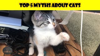 Top 5 Myths about Cats