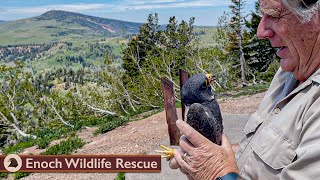 Peregrine, Bald Eagle and Snake