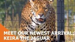 Meet Our Newest Arrival; Keira The Jaguar!