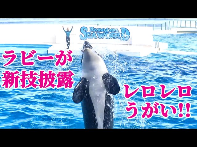 シャチです。 sddefault.jpg