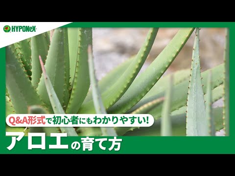 ☘80：アロエの育て方｜初心者におススメの丈夫な多肉植物。植えつけ方法や水やりなどの基礎もご紹介します。【PlantiaQ&A】植物の情報、育て方をQ&A形式でご紹介