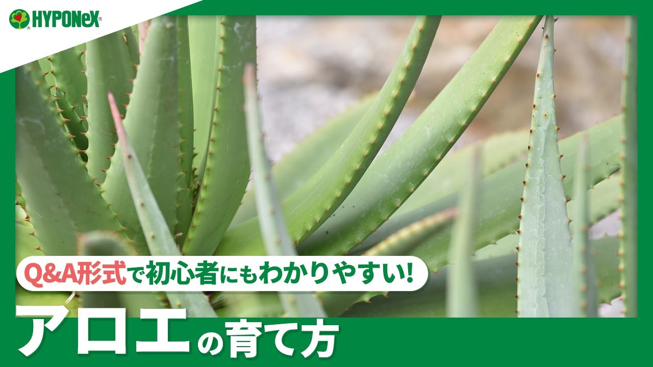 熱帯の風情を感じさせる多肉植物のアロエ 育て方や管理方法は