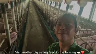 Visit ,Pig family #mother pig eating feed in the farming ❤️🐖🐖.