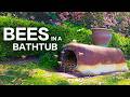 Relaxing Bathtub Bee Removal | ASMR