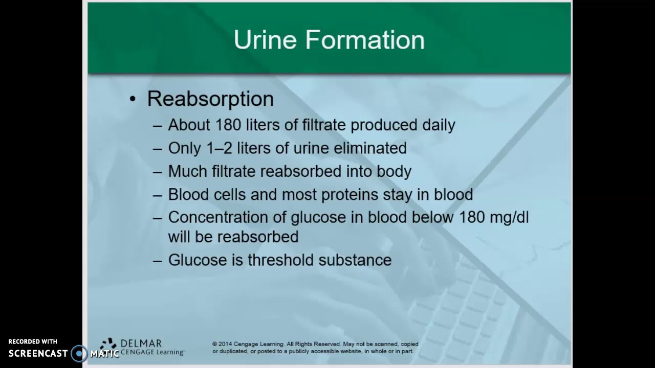 Introduction to Urinalysis 