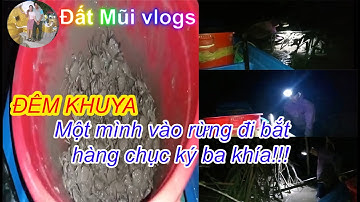 Bội Thu Ba Khía Ban Đêm – Đặc Sản Cà Mau Giúp Ngư Dân Hái Ra Tiền!