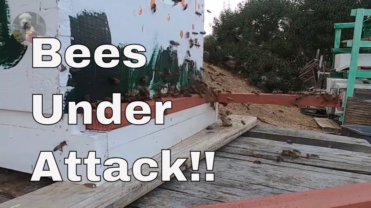 Bee Hive Under Attack!!