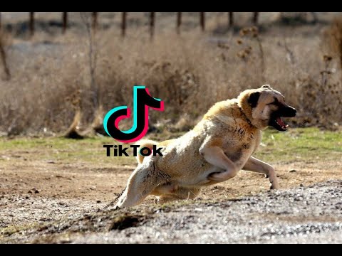 EN İYİ TİK TOK KANGAL VİDEOLARI #13