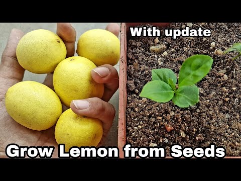 How to grow lemon tree from seeds, grow lemon from seeds
