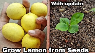 How to grow lemon tree from seeds, grow lemon from seeds