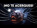 Aterrador ritual de apareamiento de los monstruos de las profundidades marinas