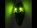 El insecto más luminoso del mundo!! 💚