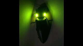 El insecto más luminoso del mundo!! 💚