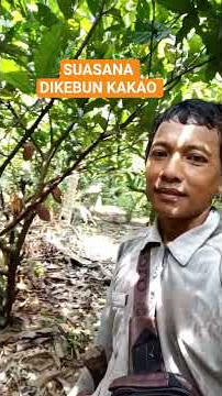 SUASANA DIKEBUN KAKAO #kebunkakao #pertanian #kakaomcc02 #kakaosulawesi #kahani #viralvideo #fyp