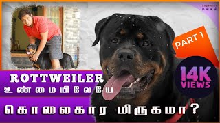 Rottweiler நாயின் நிஜமுகம்|Rottweiler review in tamil|rottweiler explained by owner|dangerous dog?
