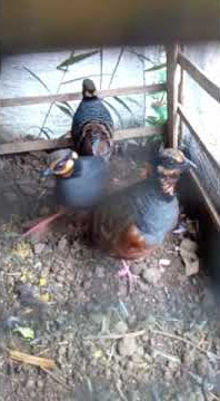 puyuh gonggong jantan gacor