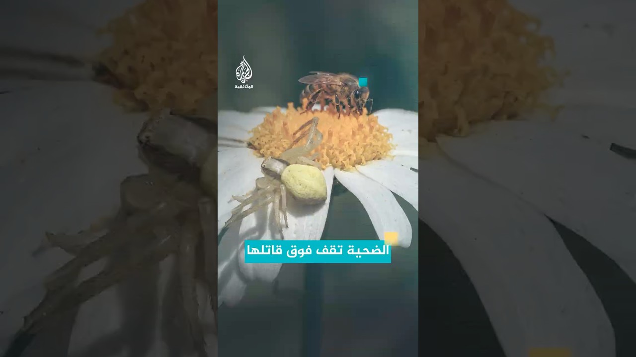 الضحية لا ترى قاتلها!