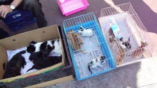 Songtan South Korea Pet Store.MP4