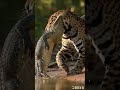Everyone thinks the biggest animal wins. Nature disagrees.” #facts