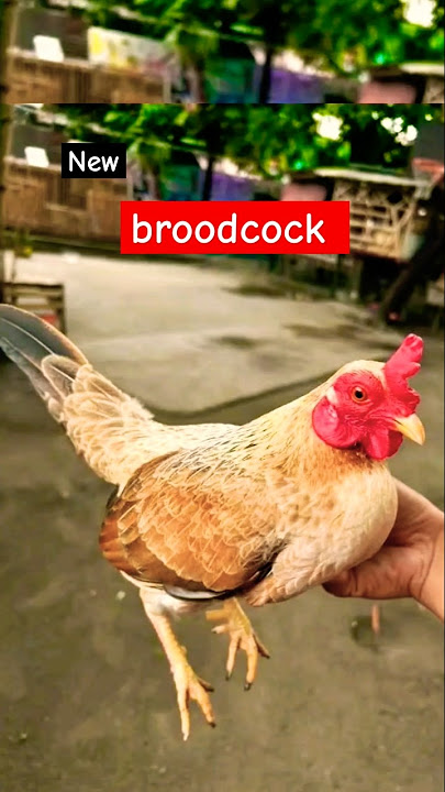 broodcock napakalupit na hennie #ayam #chicken #ayam