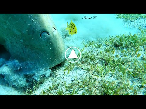 ? Une vache de mer (Dugong) prend sa respiration avant de retourner brouter au fond de la mer rouge?