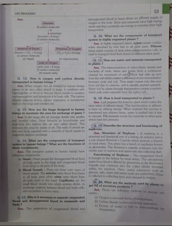 Ch 1 Life Process Question Answer Class 10th study exam ch-1-life-process-question-answer-class-10th-study-exam