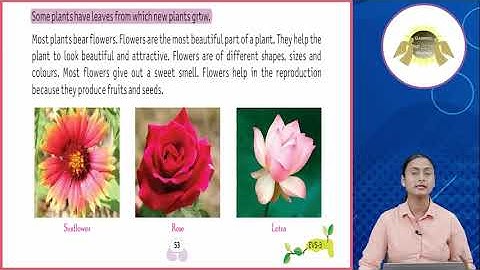 Ch 10 | Gabriel Books | EVS | Class 3 | Parts of a Plant | For children