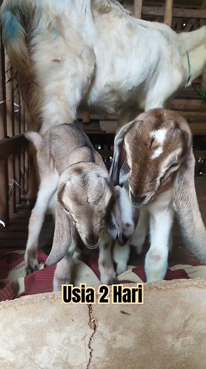 Cemple Cempe Usia 2 Hari #kambing #kambinglucu #cempe