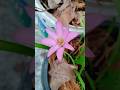 After a Long Wait… It Bloomed #gardening #gardeningtips #viralshorts