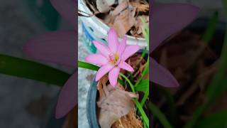 After a Long Wait… It Bloomed #gardening #gardeningtips #viralshorts